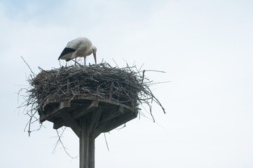 cigogne dans son nid