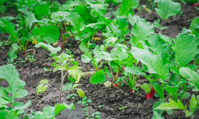 Зелёные ростки свежего редиса. Весенний огород
