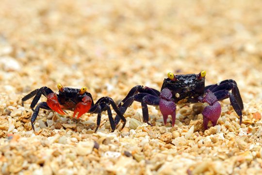 Two crabs on the beach, Indonesia