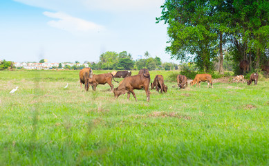 Cows grazing on farm with green field in good weather day