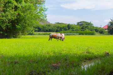 Cows grazing on farm with green field in good weather day