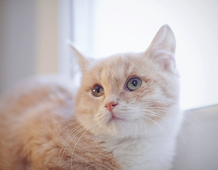 Obraz premium Portrait of red kitten on the windowsill