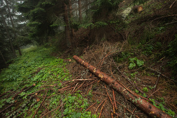 Evergreen forest at foggy rainy day in high mountains; no people; 