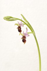 Rare flower Ophrys Apifera (bee orchid) isolated on white, closeup