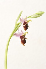 Rare flower Ophrys Apifera (bee orchid) isolated on white, closeup