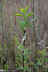 Young Flowers and Leaves on a Branch in Spring.