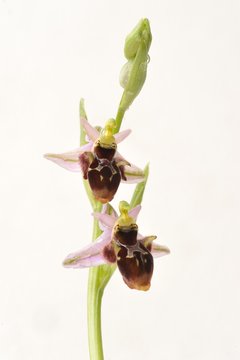 Fototapeta Rare flower Ophrys Apifera (bee orchid) isolated on white, closeup