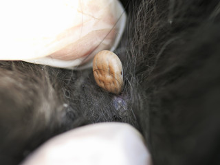 dangerous nasty insect mite dug into the skin of dogs and bites among black wool