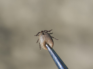  insect, mite, more blood pulled out metal tongs