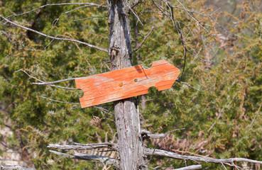 orange arrow signs on tree.jpg