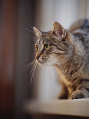 Portrait of a cat with green eyes.