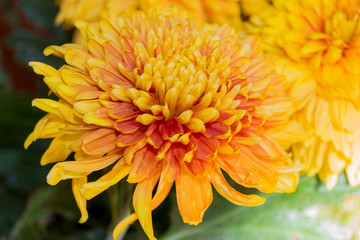 Yellow aster flowers