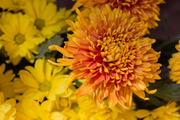 Yellow aster flowers