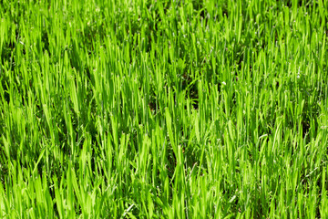 Grass background
