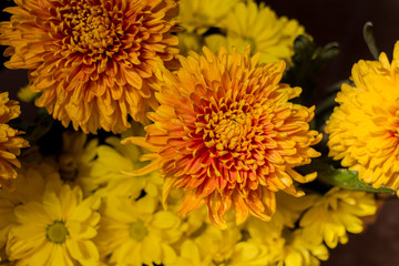 Yellow aster flowers