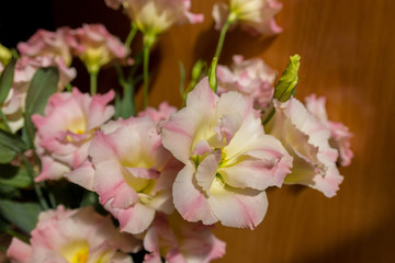 Pink eustoma flowers.