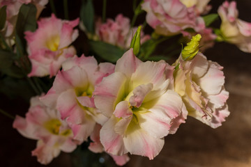 Pink eustoma flowers.