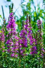 Obraz premium Photo of a violet beautiful flowers at summer