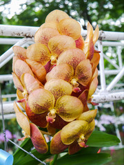 Colorful orchid.