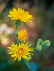 Photo of an yellow dandelion on natural background