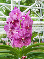 Colorful orchid.