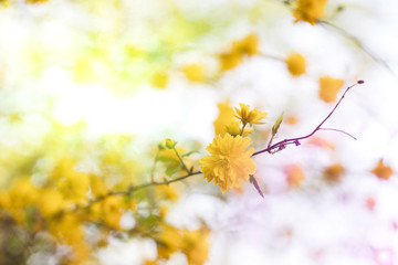 Blossom flowers