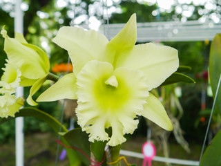 Fototapeta na wymiar Colorful orchid.