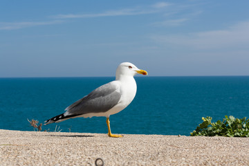 Graceful seagull bird posing on a blue sky and sea background.