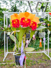 Colorful orchid.