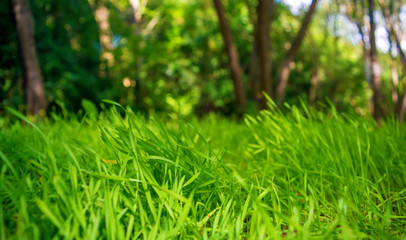 Photo of green grass on the trees background