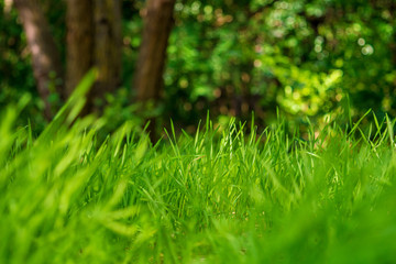 Photo of green grass on the trees background
