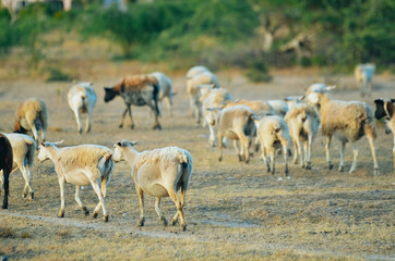 Goats and sheep in a field