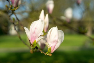Beautiful Magnolia in full bloom during springtime