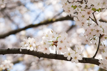 Obraz premium Flowering tree in spring
