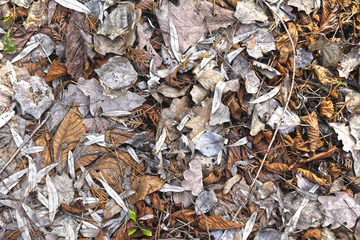Texture of dry leaves on the lawn, use for backdrop or web design