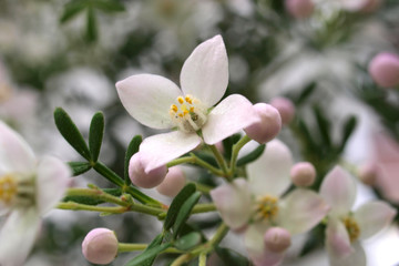 Fototapeta na wymiar Boronia anemonifolia, Duftsternchen