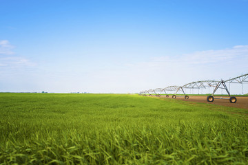 Agriculture. Field landscape with irrigation system in it. Wheat field. Agronomy.