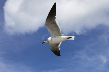 Möwe