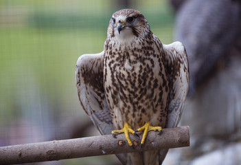 Falcon on the tree