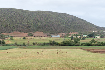 Sheep and farm buildings next to the Oude Muragie road