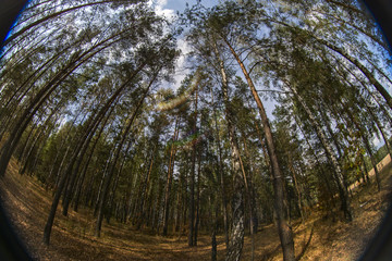 Trees against the sky 