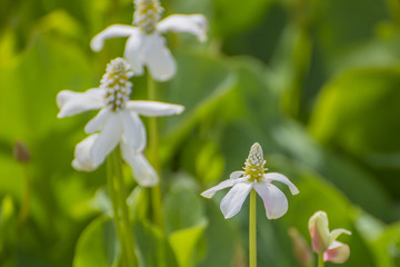 Flowers of White