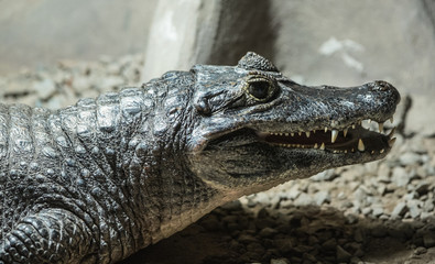 Crocodile, alligator skin