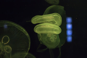Glowing yellow jellyfish close-up in the aquarium