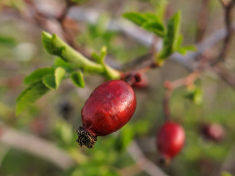 Kuş burnu