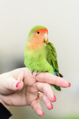 little green parrot standing on a woman's hand and cuddles