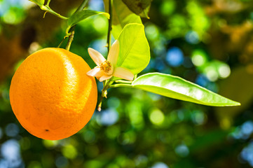 Orangenbaum Orangen Frucht und Blüte