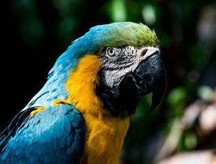 Macaw Blue and Gold Head Profile