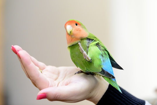 Fototapeta little green parrot standing on a woman's hand and cuddles