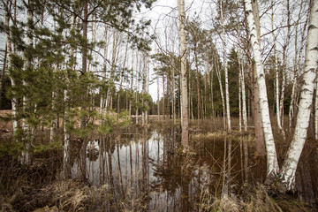 View of Swamp in the forest